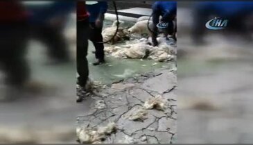 Bursa'daki Türk köyünde nadir koyun ve keçiler bahara hazırlandı