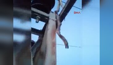 2 metrelik yılan 12 köyü karanlıkta bıraktı