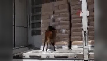 Hamzabeyli Sınır Kapısı'nda 775 kilo eroin ele geçirildi