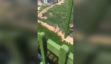 Eskişehir Hayvanat Bahçesi'nde skandal