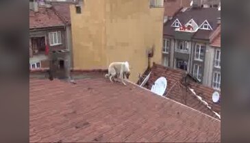 Bursa'da mahsur kalan köpek için seferberlik