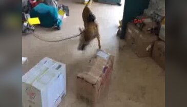 Türkiye'de ilk! Fasulyeye benziyor ama...