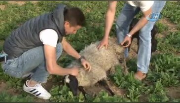 Bursalı çobandan kuzu ölümlerini azaltan yöntem