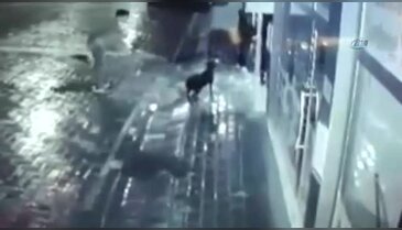 Akılalmaz vahşet: Bunu yapanları bulun!
