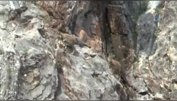 Dağ keçilerinin tehlikeli yolculuğu