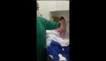 Doğar doğmaz yürümeye çalıştı!