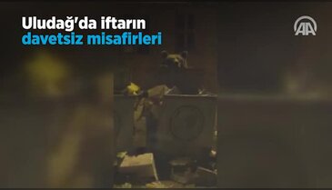 Bursa Uludağ'da iftarın davetsiz misafirleri