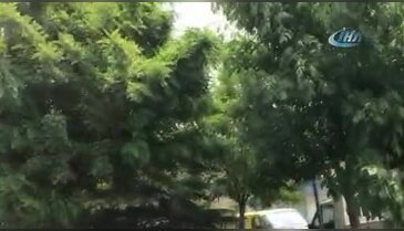 Bursa'da başına yavru karga kondu, karga ailesi onu rahat bırakmadı