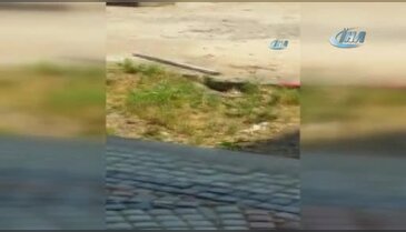 Bursa'da okul bahçesinde zehirli yılan alarmı
