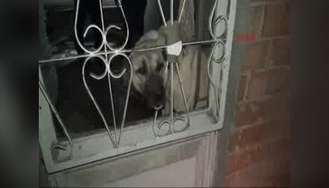 Kangal cinsi köpeğe tecavüz iddiası!