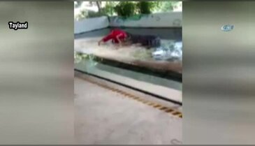 Timsahla gösteri canından ediyordu
