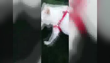 Feribotta telef olan köpeklerine Bursa'da nekropsi yaptırdılar
