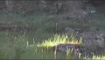 Balık tutarken ayıyla karşılaştılar