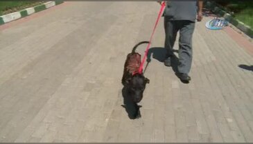 Bursa'da köpeği kızgın su ile haşlamışlar!