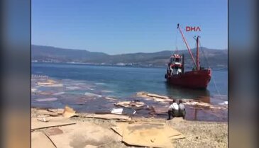 Bursa'da sahile vuran suntaların nedeni belli oldu