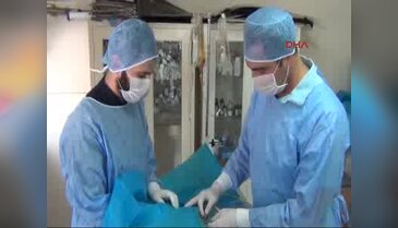 Bursa'da bacakları kopan hamile kediye protez bacak takıldı