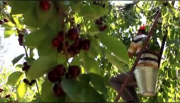 Avrupa pazarında "Türk kirazı"na ilgi büyük