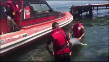 Kıyıya vuran yaralı yunusu kurtarma çabası kamerada