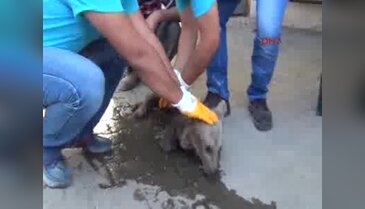 Bursa'da 3 aylık yavru açlıktan ölmek üzereyken bulundu