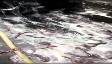ABD'de sümüklü yılan balıkları otoyolu kapattı!