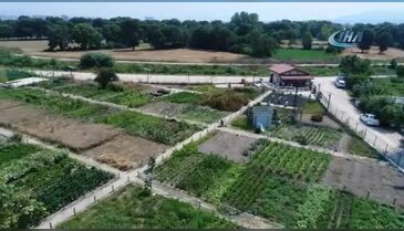 Bursa Nilüfer'in bostanlarında aromatik bitki üretiliyor