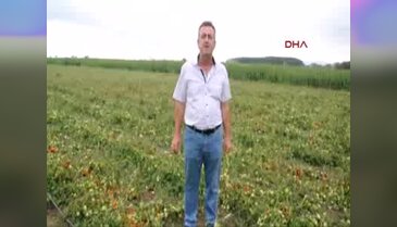 Bursa'da ekili alanlar zarar gördü