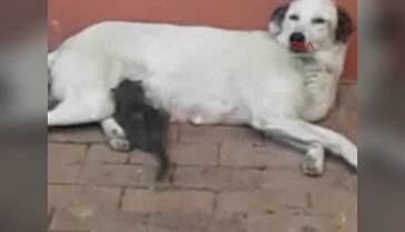 Bursa'da köpekten insanlık dersi