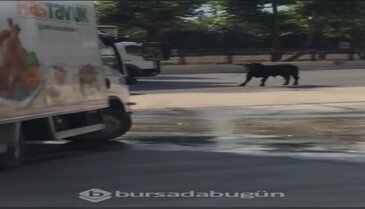 Bursa'da dana trafiği birbirine kattı