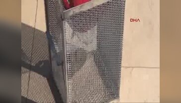 Otomobil kullanırken ayağına yılan dolandı!