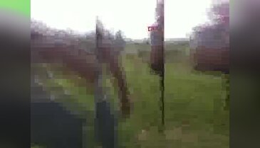 Vahşet! Hayvanları silahla vurup, kafalarını kestiler...