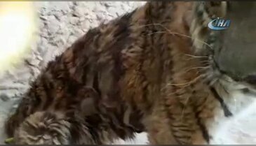 Suriye'den Bursa'ya getirilen hayvanların tehlikeli yolculuğu görüntülendi