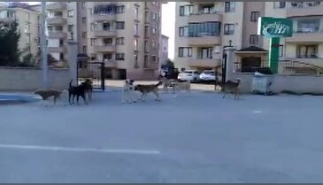 Bursa Yenişehir'de köpek istilası