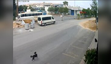Vahşet... Köpeği bilerek, ezip kaçtı!