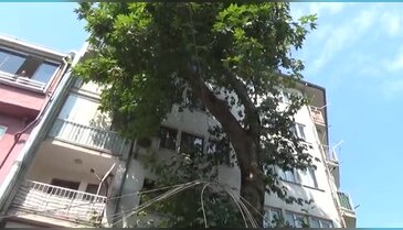 Bursa'da tarihi çınar araçların üzerine devrildi: 1 yaralı