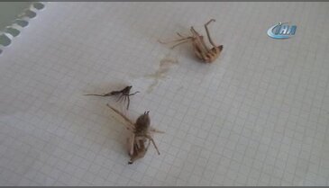 Sarıkız örümceği yüzünden balkona bile çıkamıyorlar!