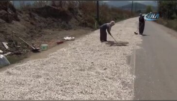 Bursa İnegöl'de çerezlik ay çiçeği hasadına başlandı