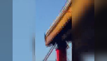 Bursa'da kuş yuvasından dev yılan çıktı