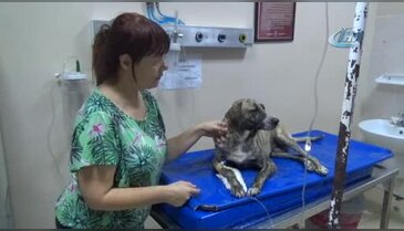 Bursa'da zehirlenen köpeği taksi ile hastaneye yetiştirdi
