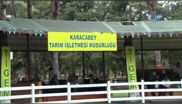 Bursa'da TİGEM'in taylarına yoğun ilgi