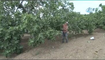 Bursa'da kraliçe incirinden rekor başlangıç