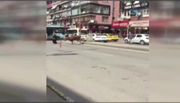Kurbanlık boğa, genç kadını ağır yaraladı