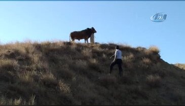 Kaçan boğaya uyuşturucu iğne attı! Sonrasında yaşananlar inanılmaz