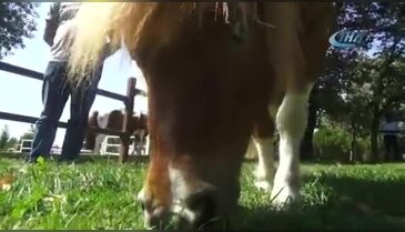 Bursa'da 'Van Pony'si' şaşırtıyor!
