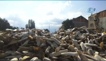 Bursa'da çifte değil yolda kavrulmuş çekirdek