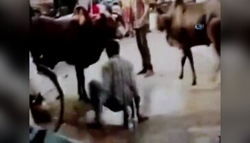 Boğaları ayırmak isterken boynuzu yedi