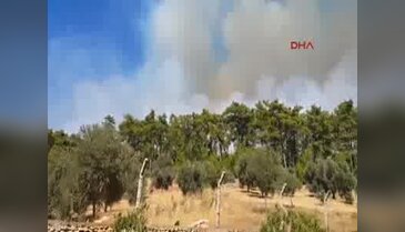 Muğla'da orman yangını