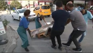 Bursa Karacabey Boğazı'ndan 2 köpek balığı çıktı
