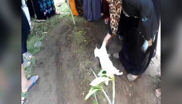 Sahibinin mezarını terk etmedi