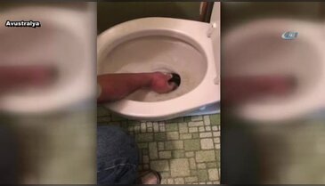 Dev yılan klozetten böyle çıkarıldı