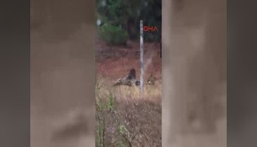 Bursa'da aç kalan köpekler Uludağ Üniversitesi'ndeki geyikleri yedi